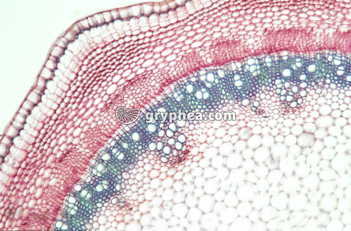 Tige de Sureau CT x25 - gryphea.com